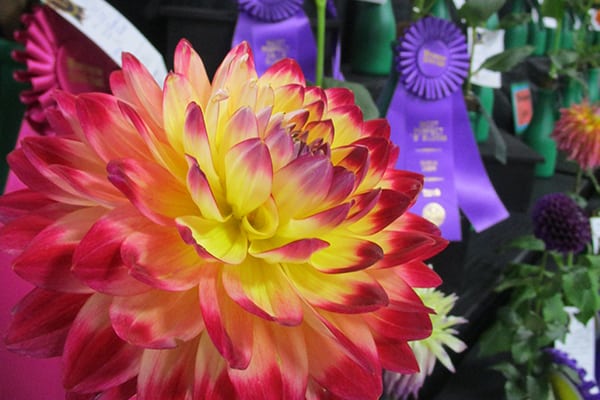 dalias