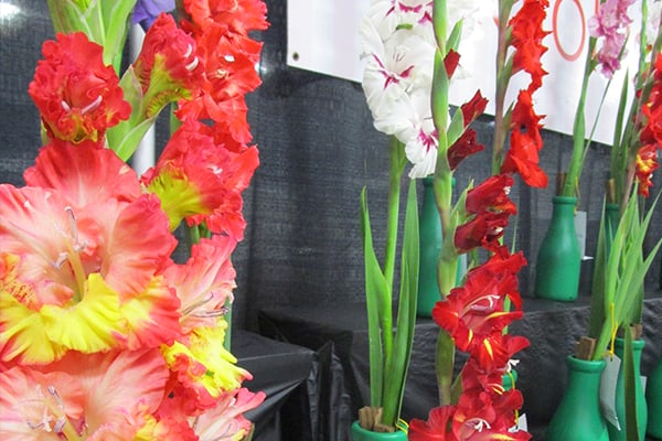 glads