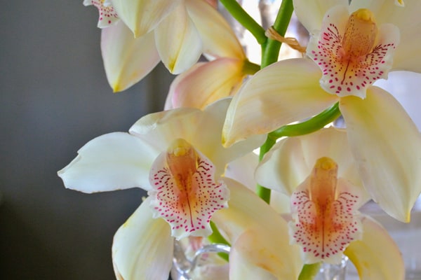 orchid