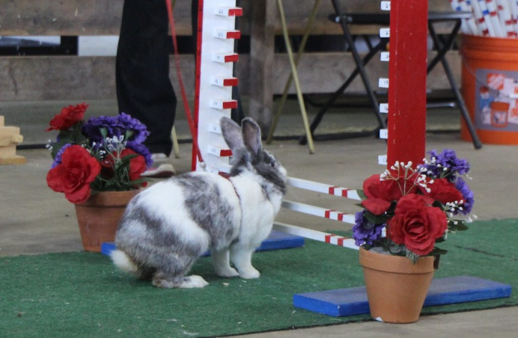 rabbit_hopping WSF Competitions