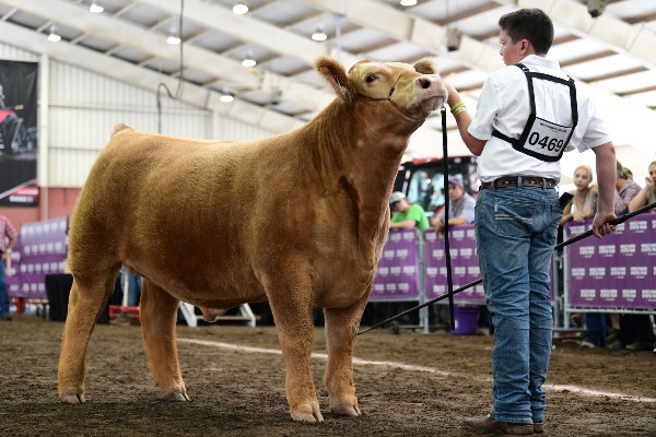 Junior Beef Cattle – WSF Competitions