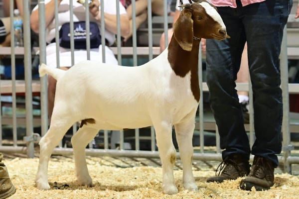 show boer goats