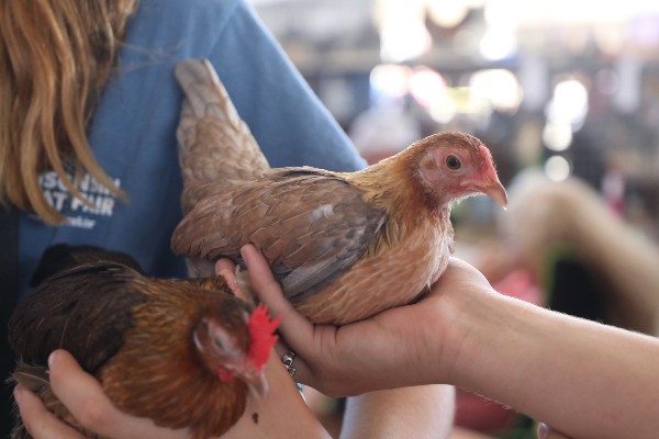 Reserve Champion Market Broilers - Farm and Dairy