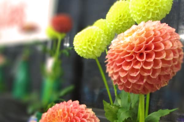Flower1