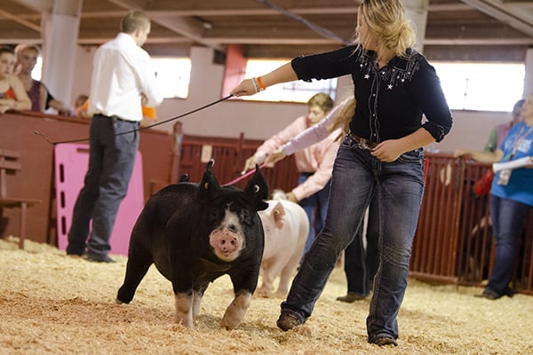 J swine 1