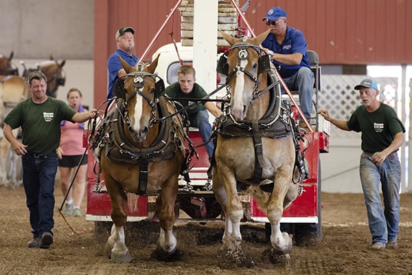 horse pull
