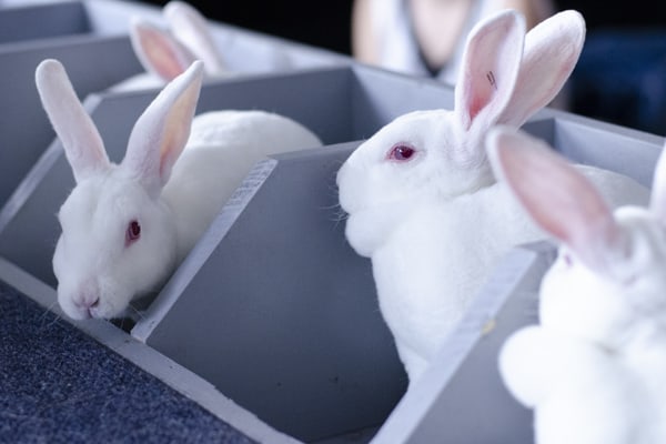 j rabbits 2