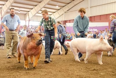 Junior Livestock Wsf Competitions - 