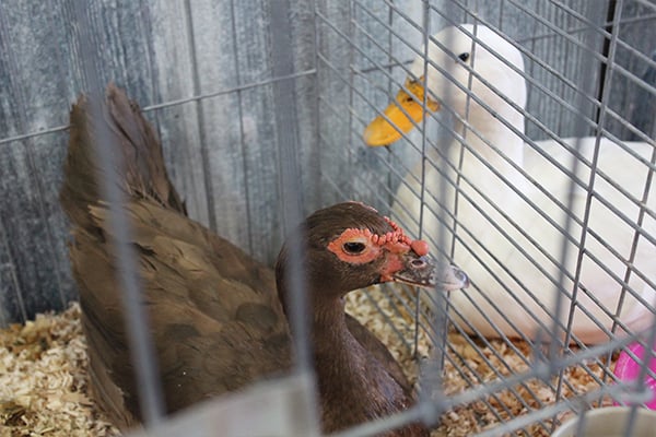 poultry 2