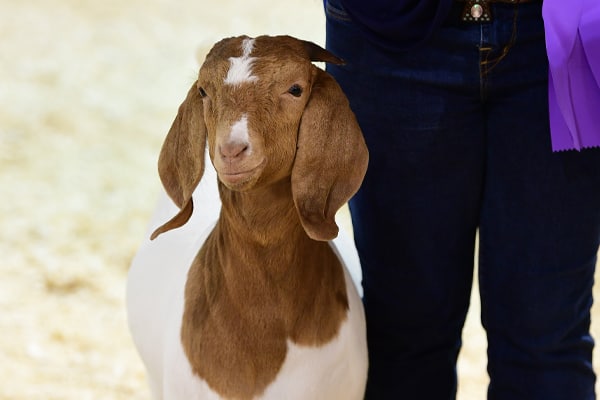 Animals_Goats_Breed_New