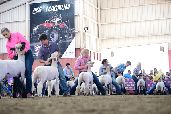 Junior Sheep Grand Champion Drive