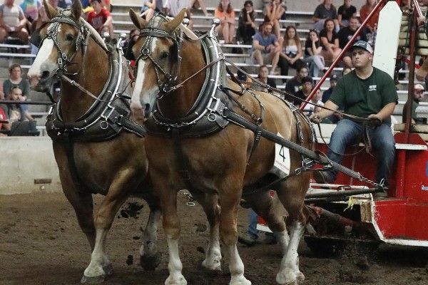 Draft Horse Pulls Schedule 2024 Wisconsin