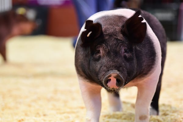 Swine - Wisconsin State Fair
