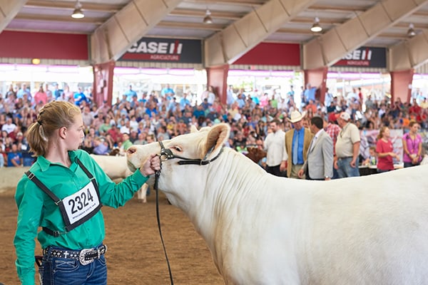 Beef Cattle Show in Case IH Coliseum