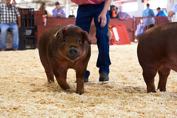 Swine Show in the Swine & Goat Barn