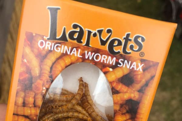 edible insects crafts