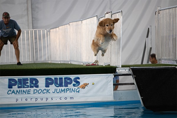 K-9 Sports Arena Dog Diving