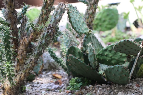 Cactus & Succulent Garden