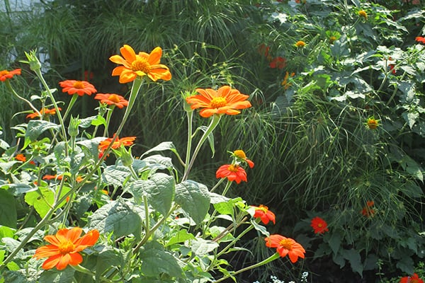 Mexican Sunflowers at the Wisconsin State Fair