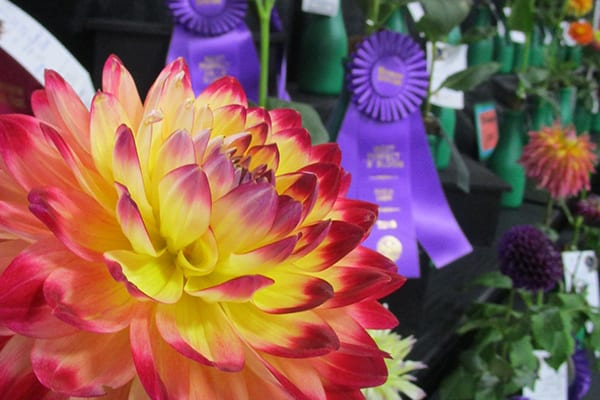 Winning Dahlias in Grand Champion Hall