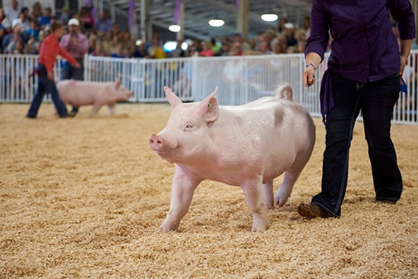 Swine Event Showmanship