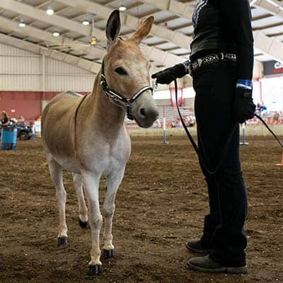 donkey_type_web_images_400x400 (1)