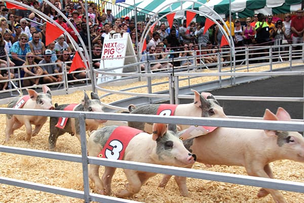 racing.pigs