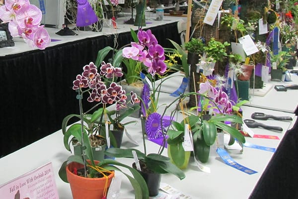 Orchid Show Display in Grand Champion Hall