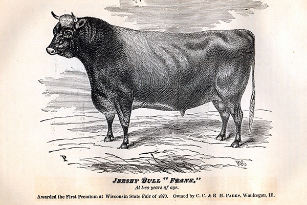 1870 Prize Winning Bull
